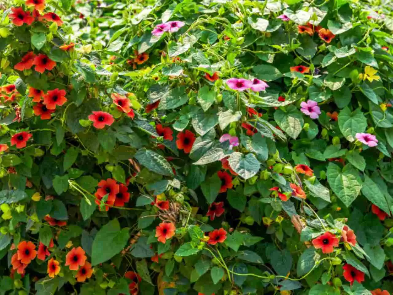 Piante che crescono velocemente e riempiono il giardino