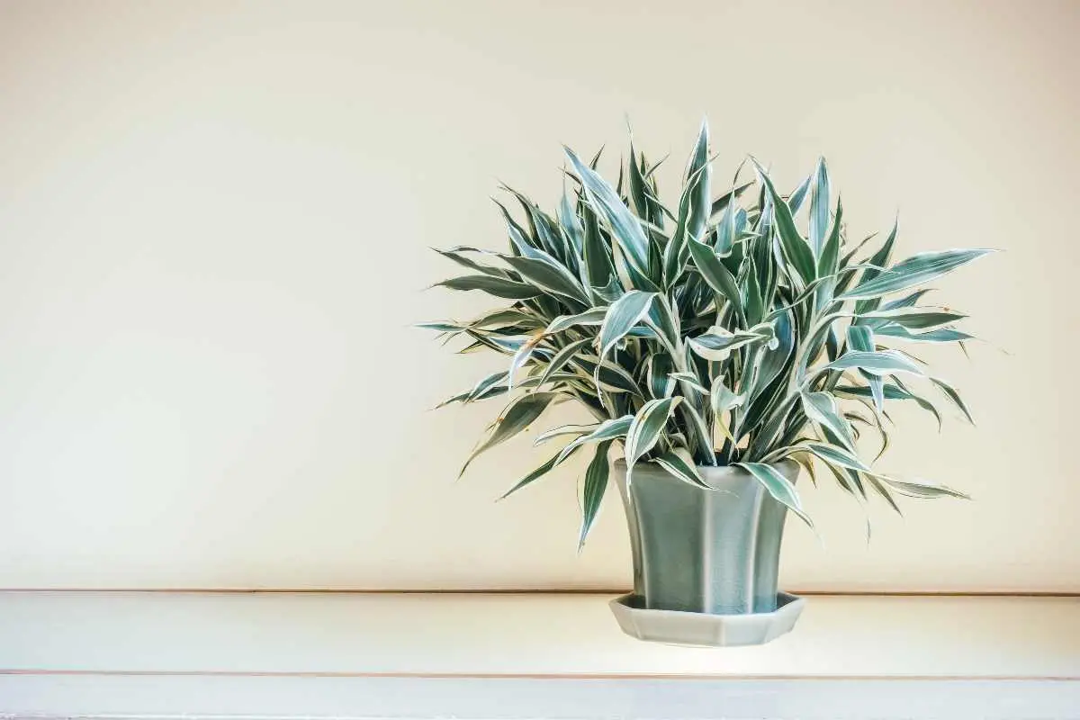 La tua Dracena sta perdendo le foglie? La causa è la posizione in cui l’hai messa