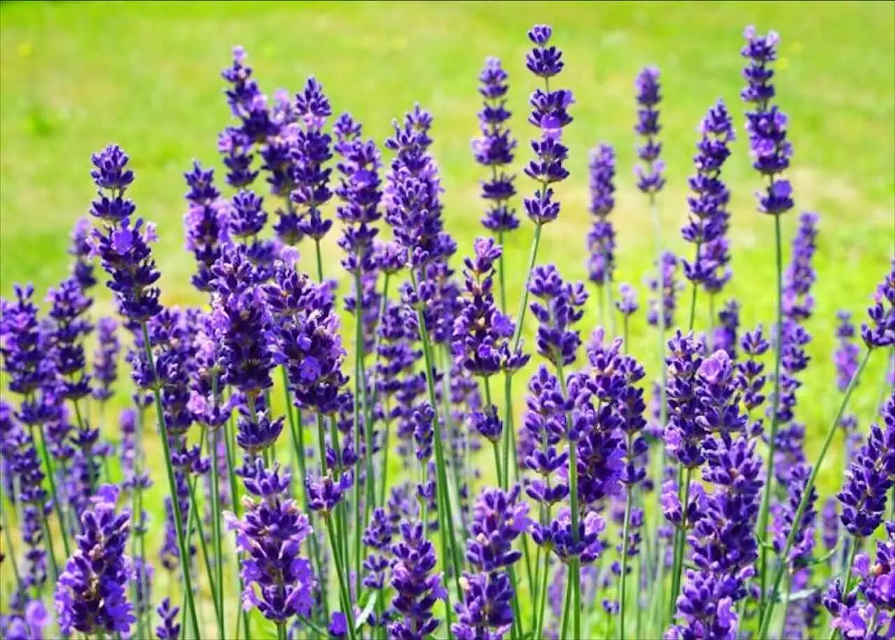 La lavanda è secca e legnosa? La potatura drastica che la farà rinascere più bella di prima